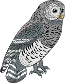 Barred Owl