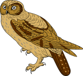Birds of Prey Clipart image: Tengmalm