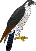 Peregrine Falcon