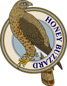 Birds of Prey Clipart image: Honey Buzzard-M