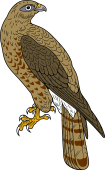 Birds of Prey Clipart image: Honey Buzzard