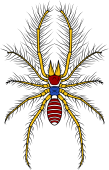 Spider