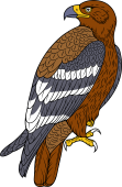 Steppe Eagle