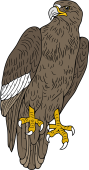 Washington Sea Eagle