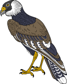 Brazilian Caracara Eagle