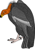 California Condor