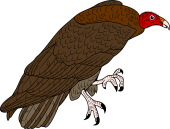 Birds of Prey Clipart image: Turkey Buzzard