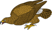 Golden Eagle