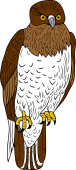 Short-toed Eagle