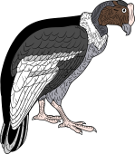 Andean Condor