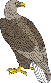 Erne Eagle