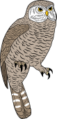 The Canada Owl