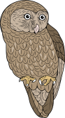 Birds of Prey Clipart image: Spotted Owl-Perched (Australia)
