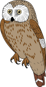 Birds of Prey Clipart image: Northern Saw-Whet Owl