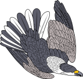 Birds of Prey Clipart image: Chimango Caracara Eagle