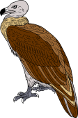 Birds of Prey Clipart image: Brown Vulture of Egypt