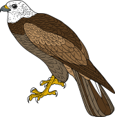 Birds of Prey Clipart image: Marsh Harrier or Moor Hawk