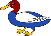Duck (Shoveller)