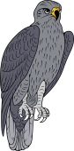 Eurasian Hawk Eagle