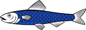 Pilchard