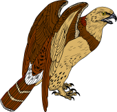 Rough-Legged Falcon