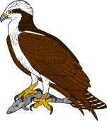 Birds of Prey Clipart image: Osprey (Fish Hawk) with catch