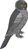 Grey Grey or CINEREOUS Owl