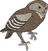 Burrowing Owl