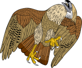 Chimachima Caracara Eagle