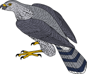 Goshawk