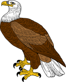 Birds of Prey Clipart image: Bald Eagle (Erect)