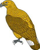 Pallas' Fish Eagle