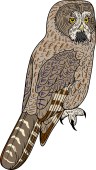 Ural Owl