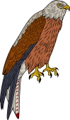 Birds of Prey Clipart image: The Common Kite