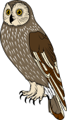 Short Eared Owl (Female)