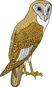 Birds of Prey Clipart image: Barn Owl (Java Island)