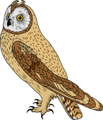 Short-Eared Owl