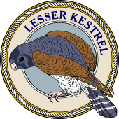 Birds of Prey Clipart image: Lesser Kestrel Falcon-M