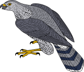 Birds of Prey Clipart image: Goshawk