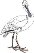 Spoonbill