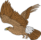 Imperial Eagle in Flight