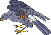 Birds of Prey Clipart image: Ash Colored Harrier