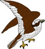 Birds of Prey Clipart image: Osprey Rising to Flight