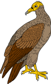 Egyptian Vulture