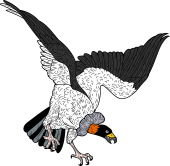 Birds of Prey Clipart image: King Vulture (Attacking)