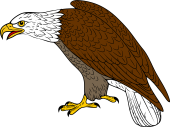 Birds of Prey Clipart image: Bald Eagle