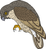 Birds of Prey Clipart image: Elf Owl