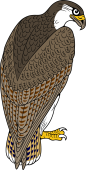 Birds of Prey Clipart image: Chilean Sea Eagle