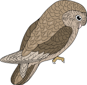 Spotted Owl-in Profile (Australia)