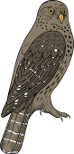 Birds of Prey Clipart image: European Sparrow Owl